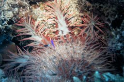 Dornenkronenseestern (Acanthaster planci)